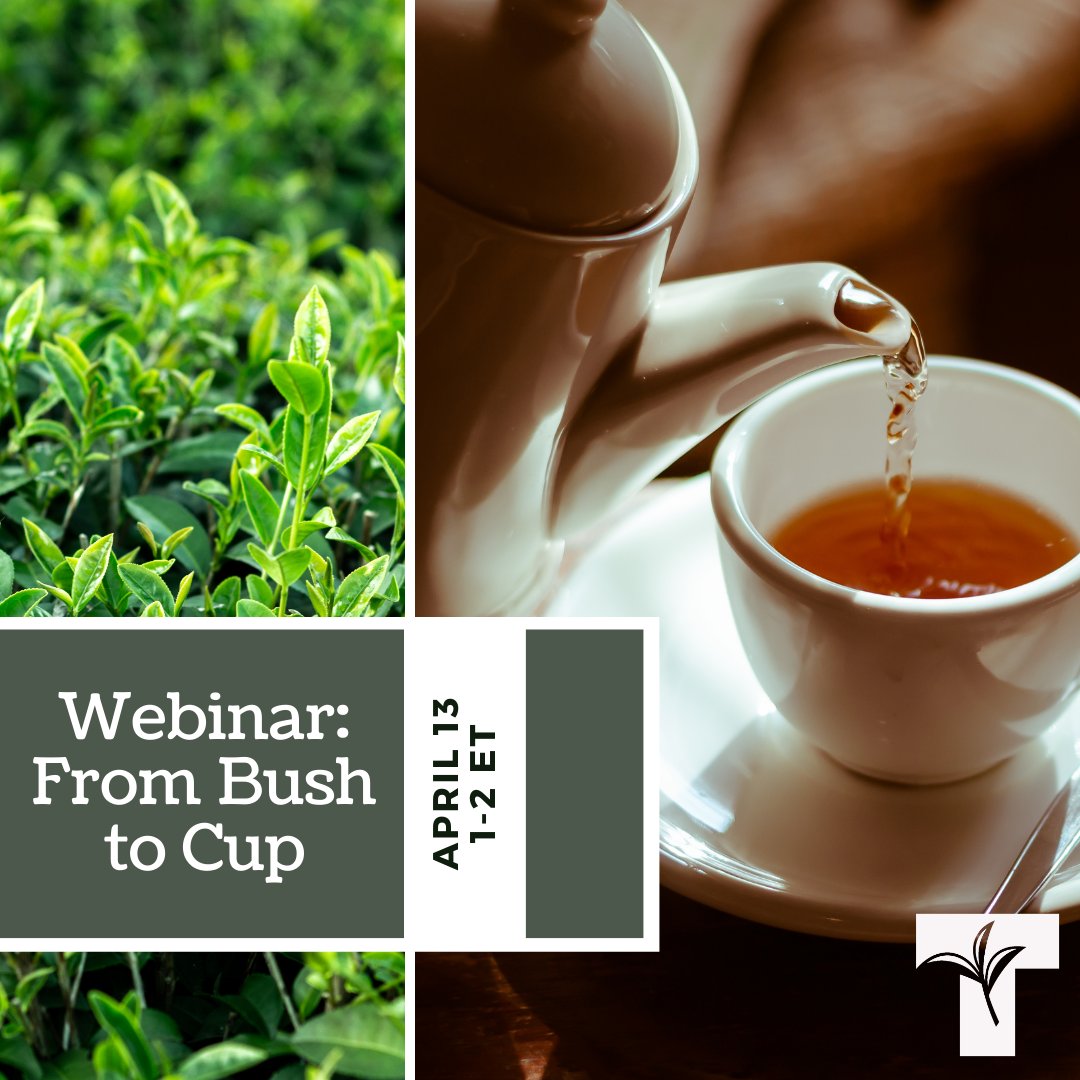 Have you registered yet? Next week we are holding a webinar with Jem McDowall of Universal Commodities (Tea) Trading. He will be discussing tea's journey, from bush to cup. #springharvesttea #teanerds #springtea #BrewCrew #TeaForLife buff.ly/2OpaZGs
