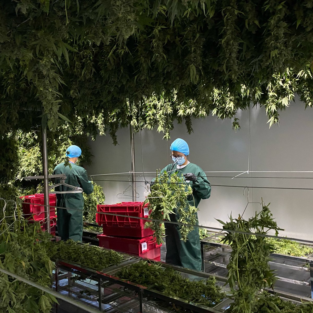 During harvest the flower is chopped at the base of the stem and transported to our environmentally controlled drying rooms where our experienced harvest teams observe them closely in order to obtain perfectly dry buds.
#medicalcannabis #healthcare
