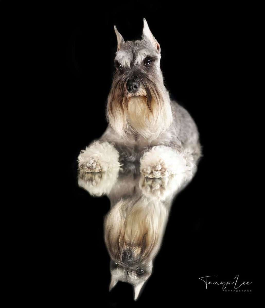 AMSC_schnauzer's tweet photo. An absolutely stunning #MiniatureSchnauzer for you today!  #Schnauzer #SchnauzerGang #dogs #dogsofinstagram #dogsoftwitter #purebred https://t.co/jS2K2RzyCF