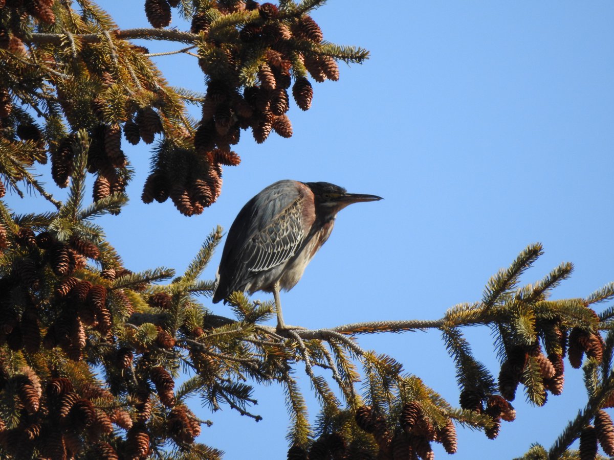 Monte Neate-Clegg (@mhcneateclegg) on Twitter photo To split or not to split? In my latest paper, published in <a href="/GEB_macro/">GEB Journal</a>, we looked at ecological predictors of taxonomic disagreement across the world's #birds. <a href="/sekercioglu/">Çağan H. Şekercioğlu</a> <a href="/dave_blount/">J. David Blount</a> <a href="/UofUBiology/">University of Utah School of Biological Sciences</a> #ornithology
Press: attheu.utah.edu/facultystaff/t…
Paper: researchgate.net/publication/35… To split or not to split? In my latest paper, published in <a href="/GEB_macro/">GEB Journal</a>, we looked at ecological predictors of taxonomic disagreement across the world's #birds. <a href="/sekercioglu/">Çağan H. Şekercioğlu</a> <a href="/dave_blount/">J. David Blount</a> <a href="/UofUBiology/">University of Utah School of Biological Sciences</a> #ornithology
Press: attheu.utah.edu/facultystaff/t…
Paper: researchgate.net/publication/35…