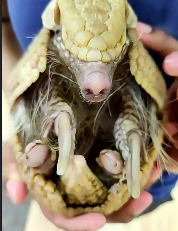 mrballsaline's tweet photo. Thank you @CreatureConserv for our virtual field trip this afternoon! We had a great time learning about adaptations. #saslearn @ryguy12 @MrsWaltzsClass https://t.co/EjGLppQ0xh