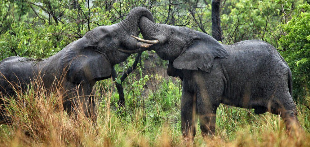 Thanks to the efforts of Garamba National Park’s rangers, 2020 was the first full year in decades where not one poached elephant carcass was recorded. 🐘💚