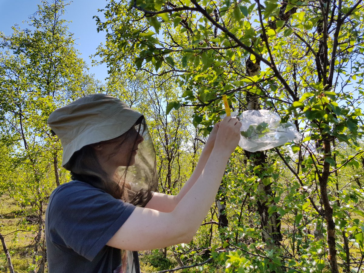 Join my group as a post doc! Open two-year position at <a href="/BIO_UCPH/">Biologisk Institut</a> in an #ERC project focusing on VOC emissions from high latitude ecosystems. #ClimateChange #Arctic #PlantEcophysiology #MicrobialEcology #Modeling 
Contact me if in doubt.

Please share.
jobportal.ku.dk/alle-opslag/?s…