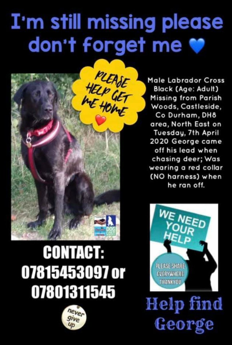 #FindGeorge #missing from #Castleside #durham #7/4/2021 did someone pick him up that day? He has to be somewhere. He is tagged chipped and neutered <a href="/BellyBoy74/">Andy Bell</a> <a href="/GrumpyOldRick/">Rick Wakeman CBE</a> <a href="/_BrianMay_/">Brian May</a>  <a href="/BrendaBlethyn/">Brenda Blethyn</a> <a href="/AngelaBraban/">Angela Braban</a> <a href="/ChrisGPackham/">Chris Packham</a>