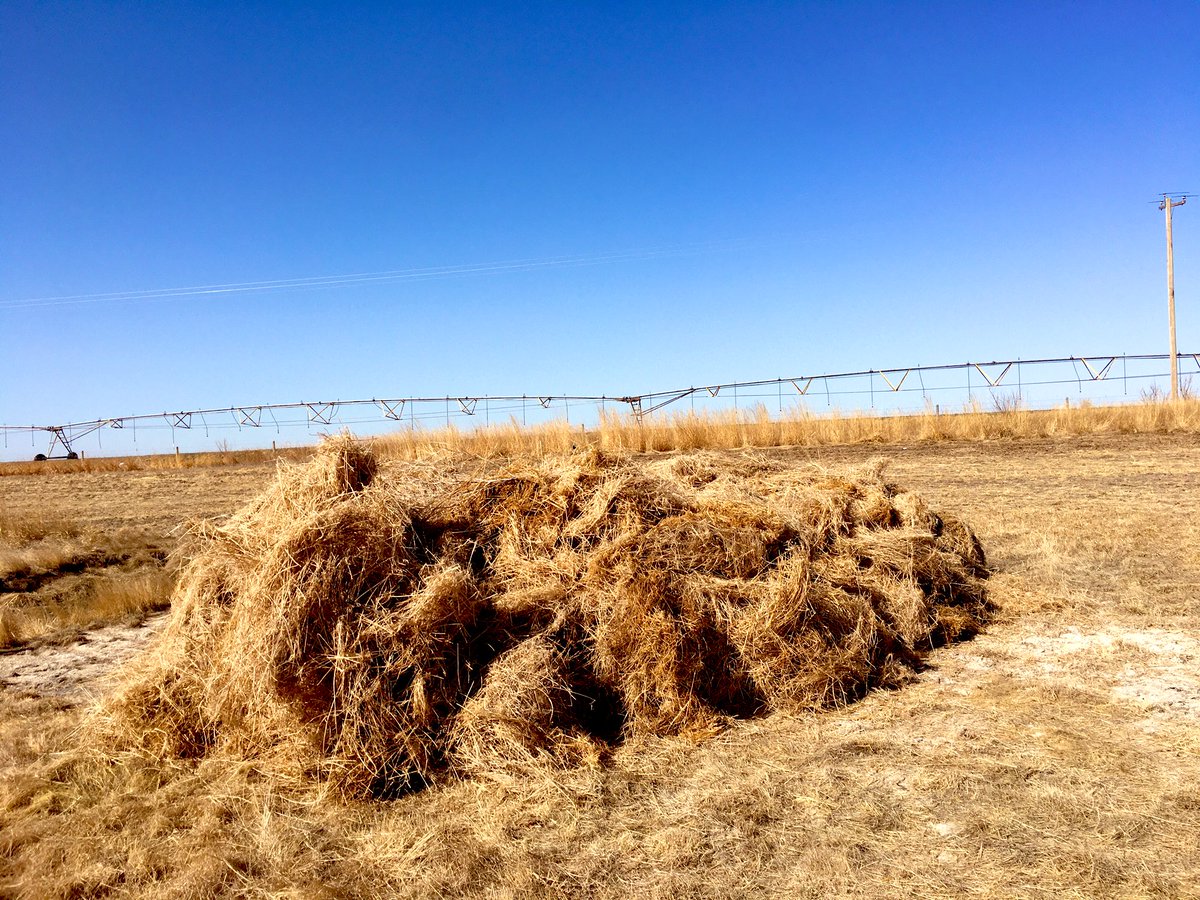 CanadianFarmKid's tweet image. One of 16 loads of flax straw. The piles getting big😜 @Stampseeds