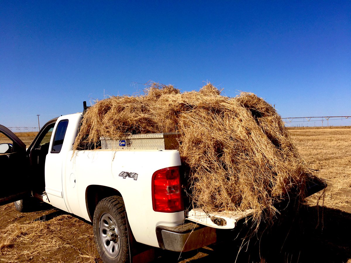 CanadianFarmKid's tweet image. One of 16 loads of flax straw. The piles getting big😜 @Stampseeds
