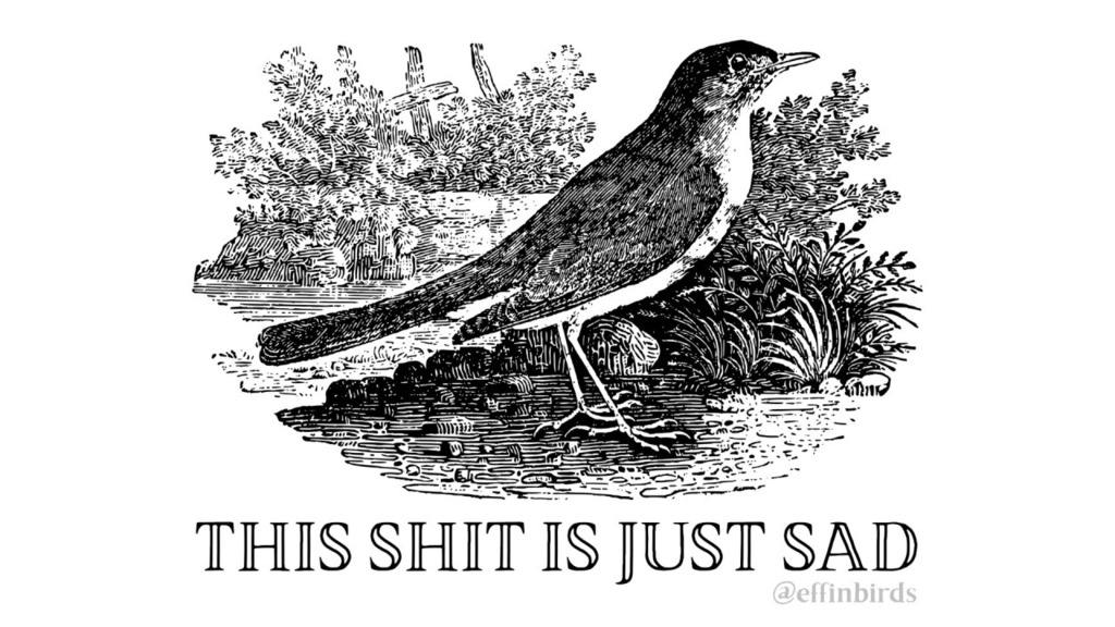 Effin' Birds (@effinbirds) on Twitter photo 