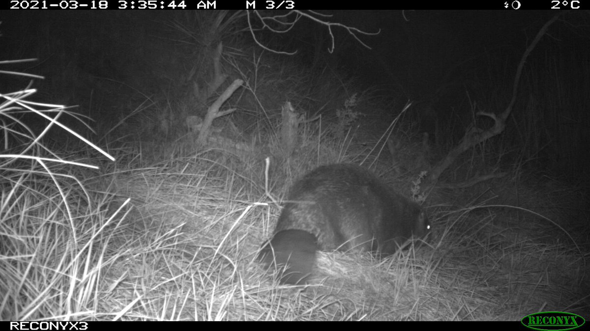 ScholarStephens's tweet photo. Happy #BeaverDay to all the essential beavers 🦫 out there and especially this one who is vital to the Texas Rolling Plains ecosystem. 
#InternationalBeaverDay #cameratrap https://t.co/8Nkk8n4nIk