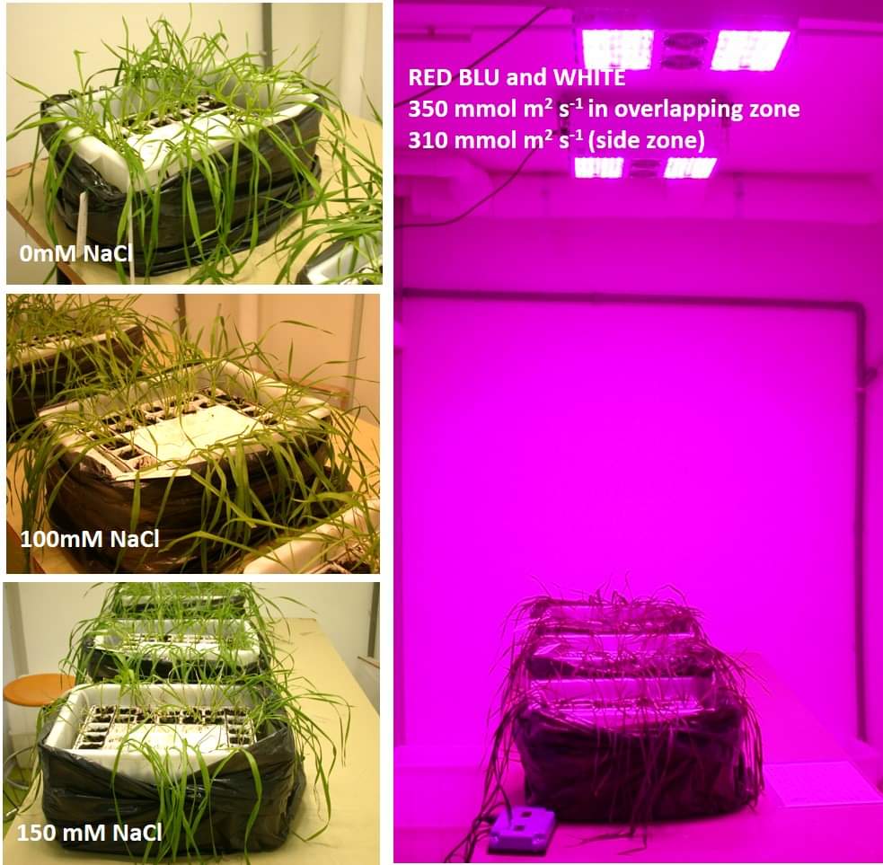 ImpresaProject's tweet photo. Salinity tolerance assessment #impresaproject #wheat #eneacasaccia @ENEAOfficial https://t.co/oxoXxiUT07