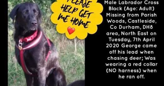 gelert01's tweet photo. PPSssttt #findGeorge still missing 07/04/2020 was wearing a red collar,#ParishWoods #Castleside #CoDurham Escaped his lead when he saw sumat &amp; bolted PPSssttt pass it on @KarenFi51820768 @karensarah66 @RachaelB100 @thedogfinder @Missingdogs1 @mattfromconsett @Durham https://t.co/K9hLvednic