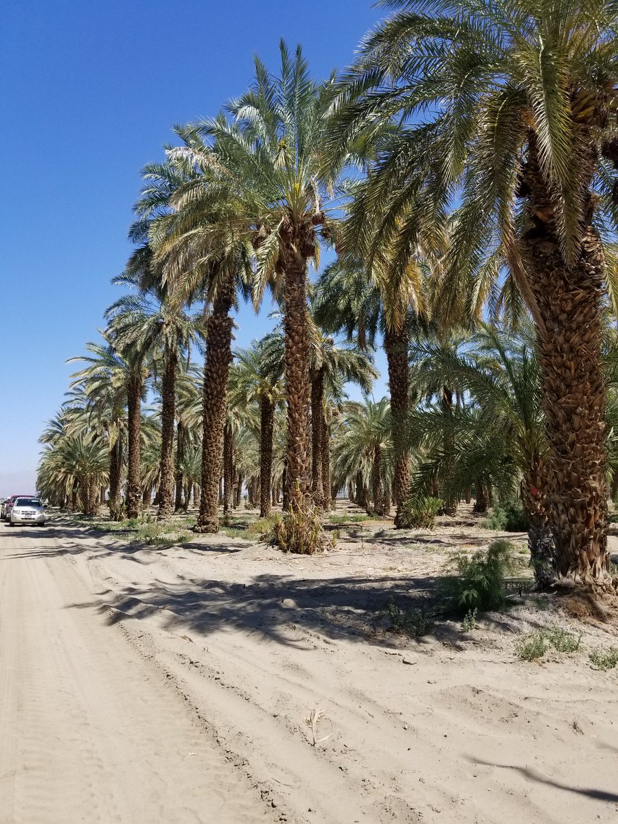 SoniaRios84's tweet photo. My colleagues from @USDA_ARS & @UCRiverside @EliaScudiero are surveying 📋weeds🌱 in the Coachella desert☀️☀️ to see if we can collect enough data to use high-resolution imagery🛰 software #Satellites #preliminaryData #DatePalms #research @ucanr @UCCESanDiego @ucanrespanol https://t.co/skVIyAmvna