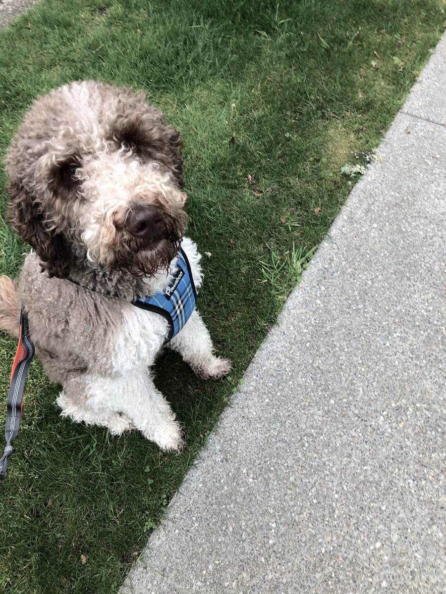 almost three mile walk with nala the dog done! it was 2.83 but my phone was gonna die :c ended up burning 374 though, which is everything i& #39;ve had so far plus my preplanned lunch c: