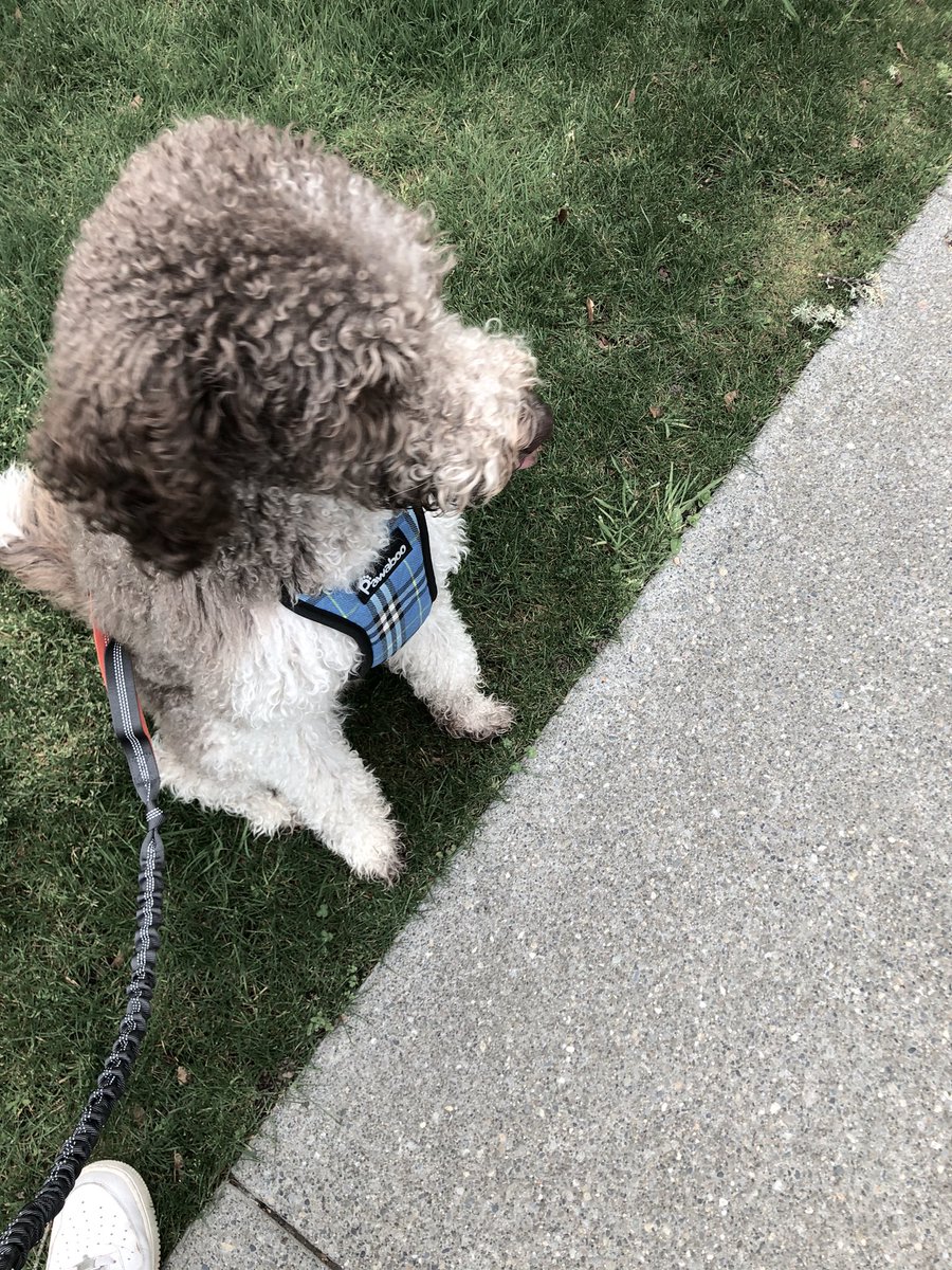 almost three mile walk with nala the dog done! it was 2.83 but my phone was gonna die :c ended up burning 374 though, which is everything i& #39;ve had so far plus my preplanned lunch c: