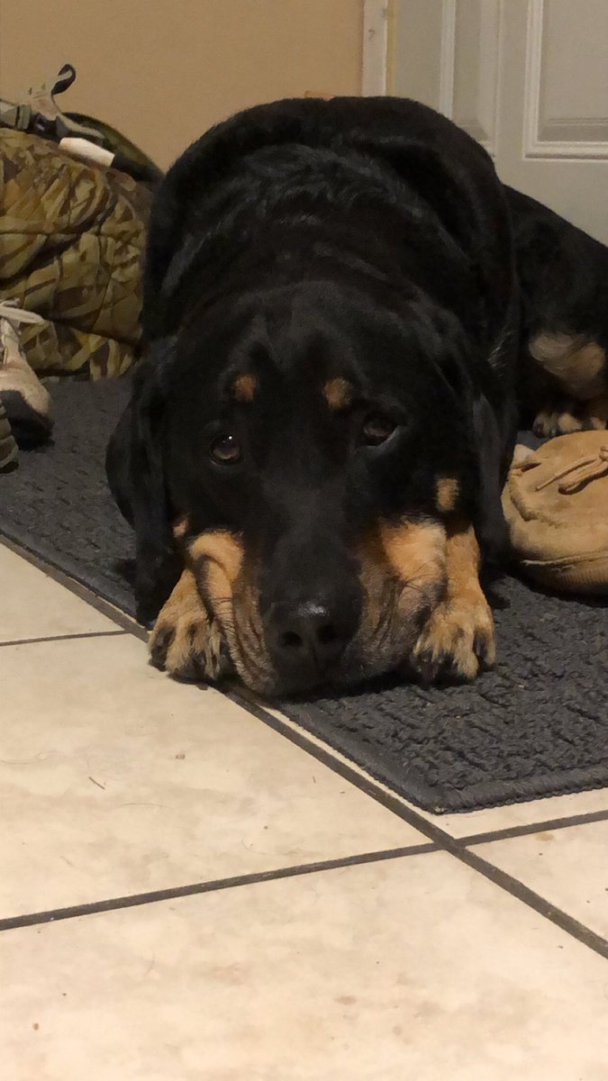 Megan_Reiff22's tweet photo. Dobby is all of us on this rainy, gloomy day. ☹️ #sadpuppy https://t.co/yH4Gjf9pv0