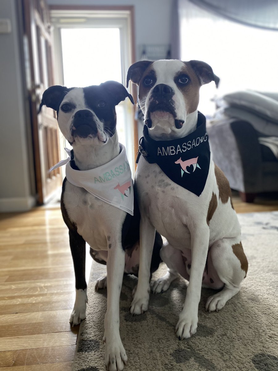 raemains's tweet photo. Official @FurTheBrand #ambassadogs 🥰
@MrsMcAfeeShow https://t.co/kwpGjWPRzI