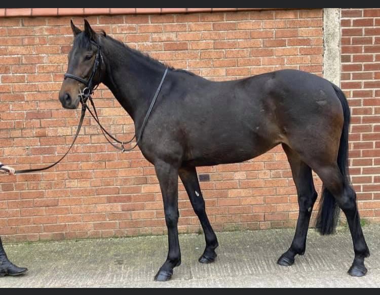BeswickBrothers's tweet photo. *For Sale* Small tidy thoroughbred 4yo, 15h2, Has been broken in and ridden away over last 3 months. Seems to have a good temperament. By Court Cave out of Ad Meliora. Dam half to Graded Hurdler 
Sound with no issues, contact for us for any questions you have. https://t.co/WHFVSLyCd3