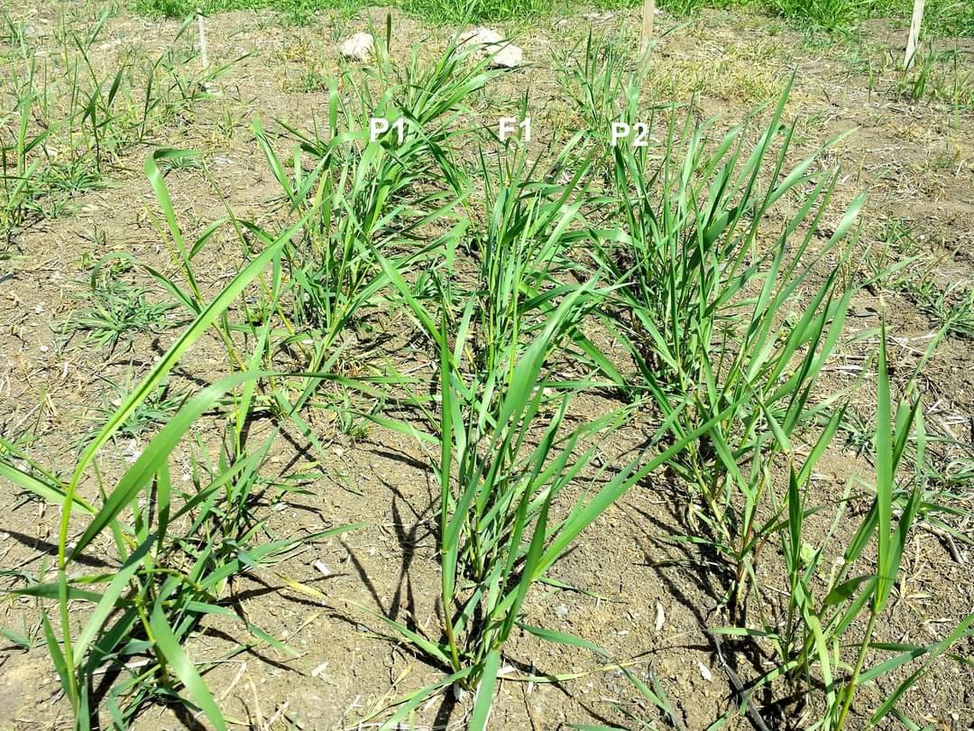 ImpresaProject's tweet photo. Growing of the first cross progenies obtained from italian and algerian #germplasm. #UFAS, #Setif, #Algeria #impresaproject https://t.co/vRHAYBFlTL