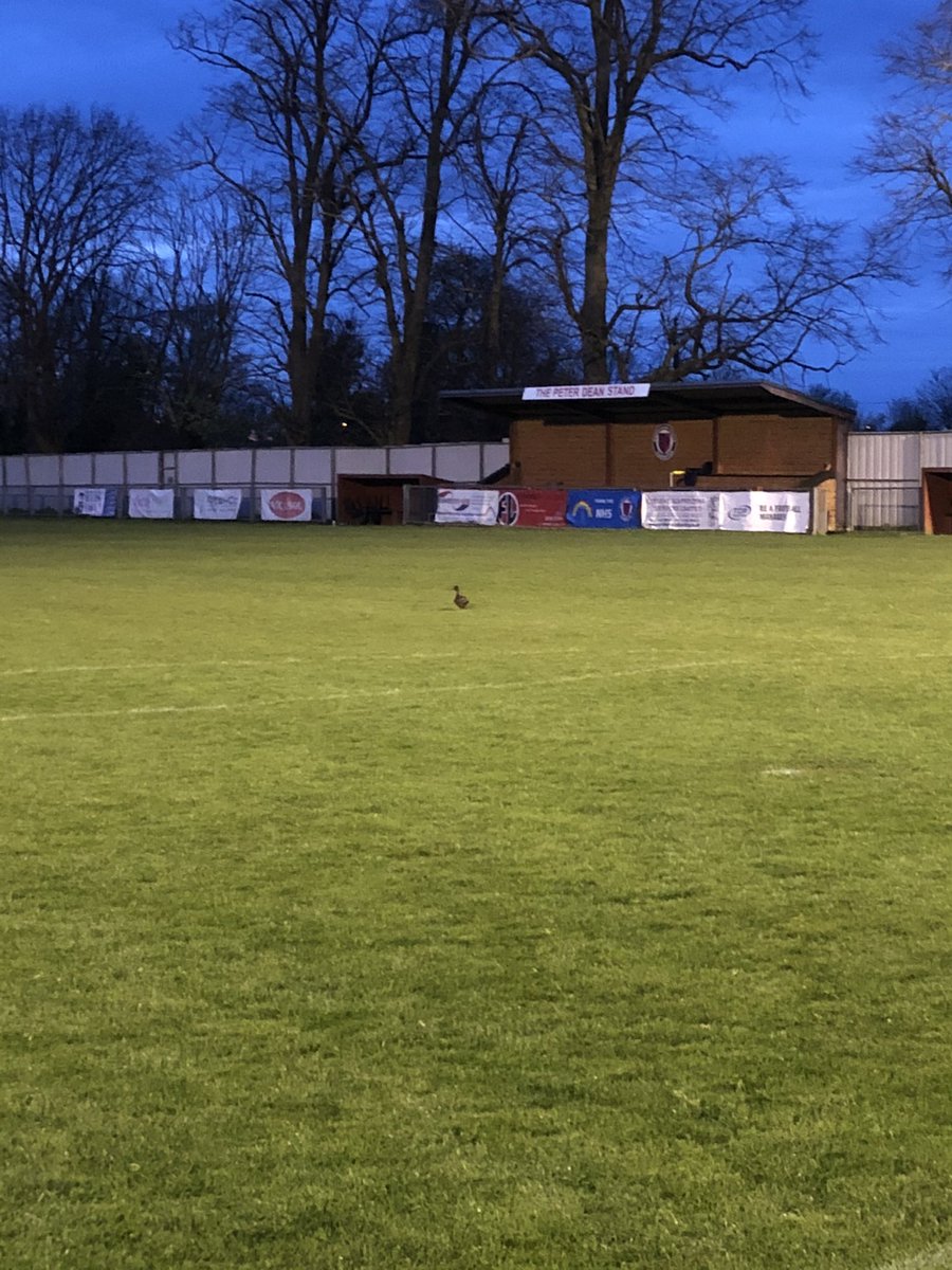 LouG06's tweet photo. Letโs hope Derek Duck ๐ฆ survives #prayforderek #duckattraining #biggyduck #newmemberofthefamily #howmanyhashtagsforaduck https://t.co/aOm7MlAkYx