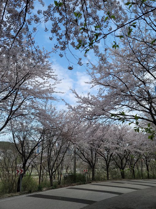 797TD's tweet image. 04.04.2021

진짜 산책하기 너무 좋은 날씨... 
기분이 좋아졌다!!😆😆😆🌸🌸🌸🌸🌸