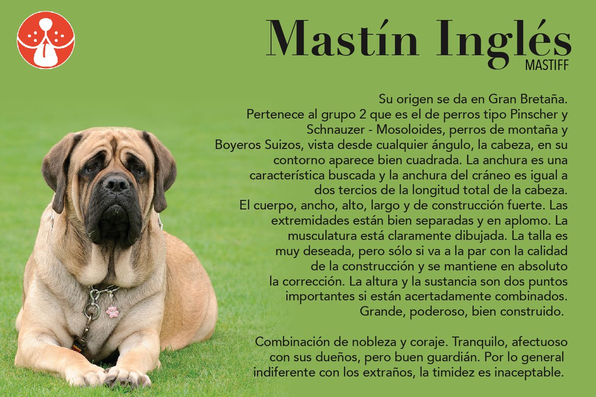 MastínIngles\, image size:1200x800