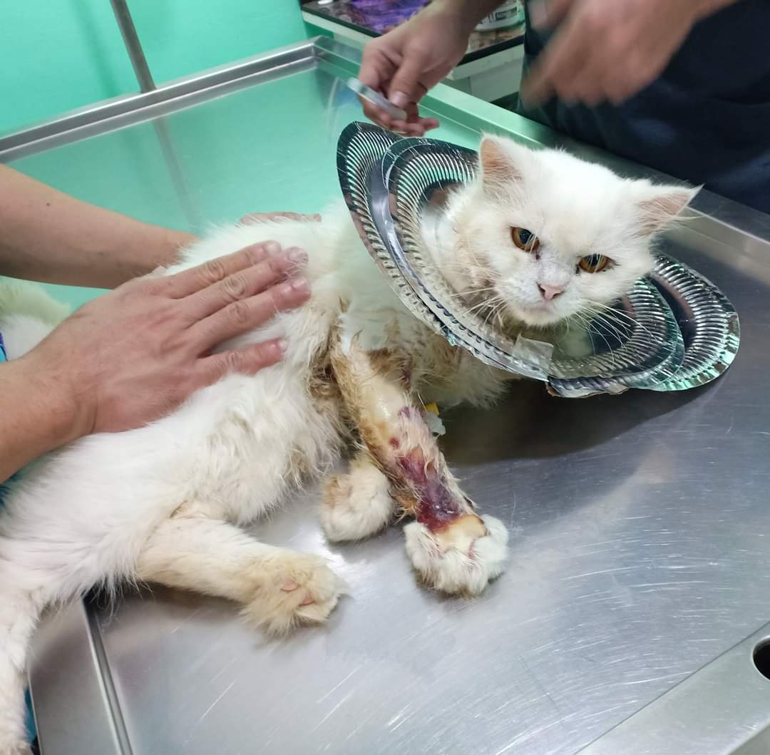 PeterPenguin3's tweet photo. Sabi nung vet,  50/50 ka na raw nung in-admit ka. 

Saka kung mabubuhay ka,  mahihirapan na ako alagaan ka, kasi di ka na makakalakad. 

Pero ayaw ko.  

Sabi ko aalagaan na lang kita, kahit mahirapan ako. 

Kung kukunin ka,  kukunin ka. https://t.co/qYOtydOabE