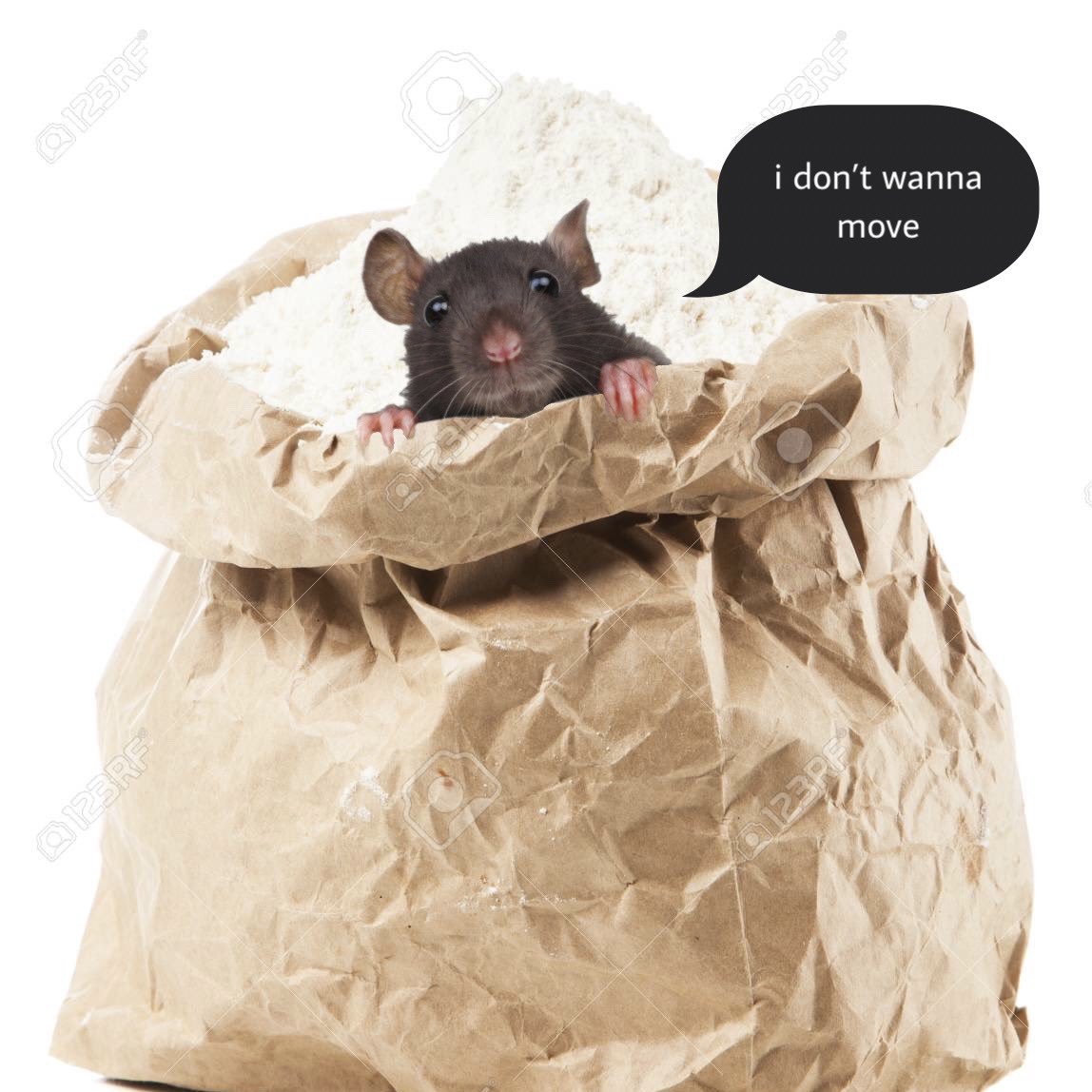marlenersy's tweet photo. @sweetboys @Garrett_Watts @AndrewSiwicki sometimes we all feel like a rat in a bag of flour and that’s okay! https://t.co/hUY63HxS1S