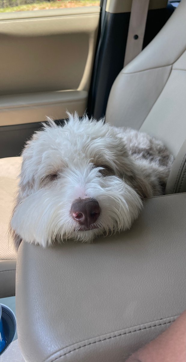 BubbaWallace's tweet photo. Just look at that face... but NOT while driving. @root_insurance wants us to own up to our distraction &amp; remind us to stay focused &amp; drive safe. Post your pup's photo &amp; Root will share the best so you can get your dog fix there... just not while driving. #DistractedDrivingMonth https://t.co/8AdyxUtzEa