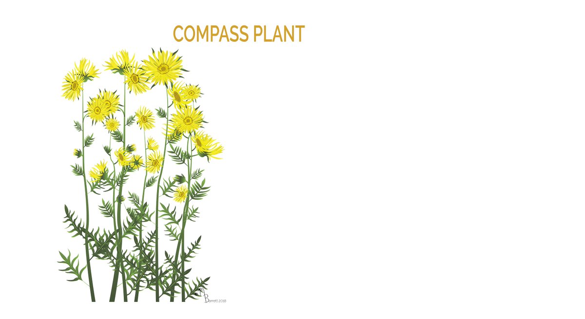 EaglesElatis's tweet photo. Did you know that many Indigenous plants western cultures classify as "weeds" are not only selectively bred medicine &amp;/or food plants our ancestors developed for human &amp; animal welfare but are also powerhouses when it comes to sequestering carbon emissions? https://t.co/IQjXJEhBkD