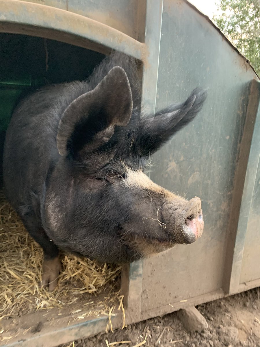 martharoberts's tweet photo. NellyPig is a good photographic subject #PrettyPig ๐ฝ https://t.co/RUT2psOzkr