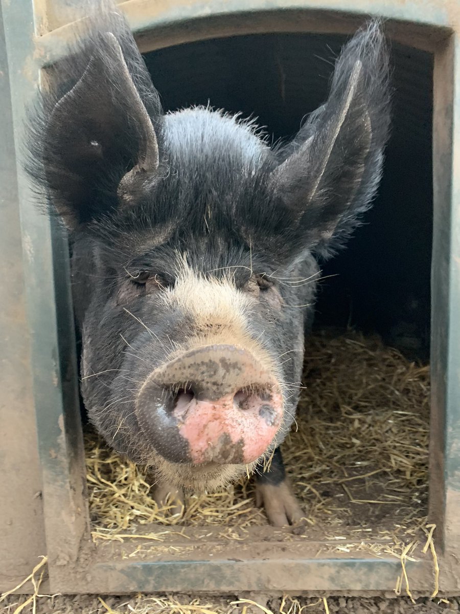 martharoberts's tweet photo. NellyPig is a good photographic subject #PrettyPig ๐ฝ https://t.co/RUT2psOzkr