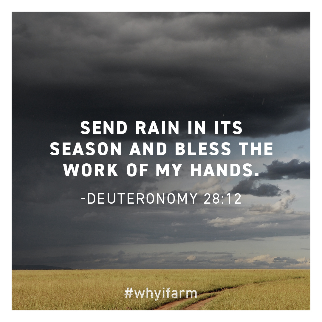 Good grain comes from good rain. #whyifarm
