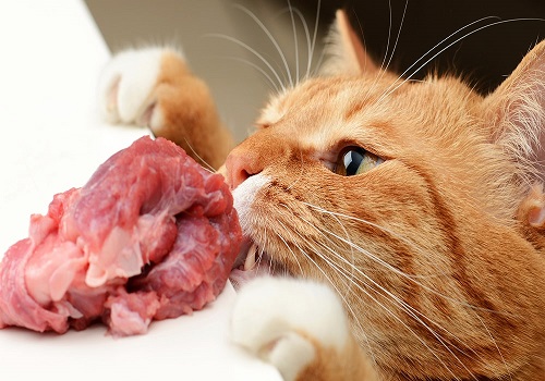 bigotes de gato tweet media