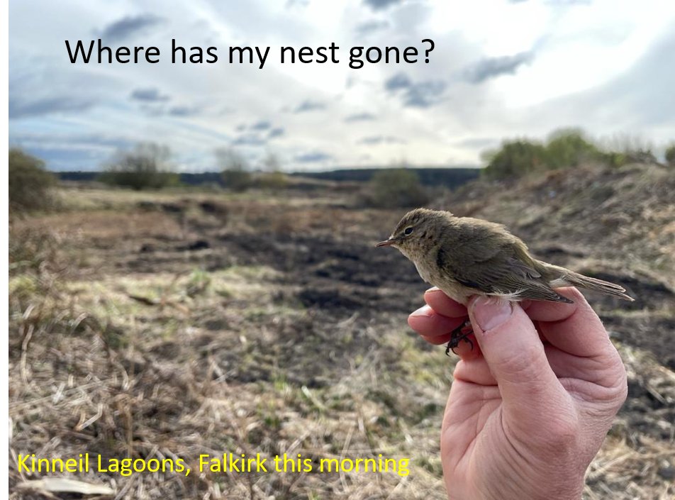 Scottish and internationally important migration and breeding habitat is being destroyed at Kinneil Lagoons right now by Falkirk Council. Please repost, contact the local Council, SEPA to raise objections. It is the breeding season= Illegal!!