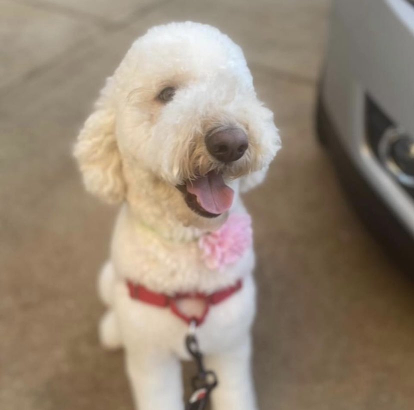 AcademyPaws's tweet photo. Today is National Walking Day! Walking just 30-60 minutes a day is a great way to improve your health! Where is your favorite place to walk with your dog in the #Triad? 

#ProfessionalPawsAcademy #NationalWalkingDay #WalkYourDog #TriadDogs #PositiveDogTraining #DogTraining https://t.co/75rwLiHKJL