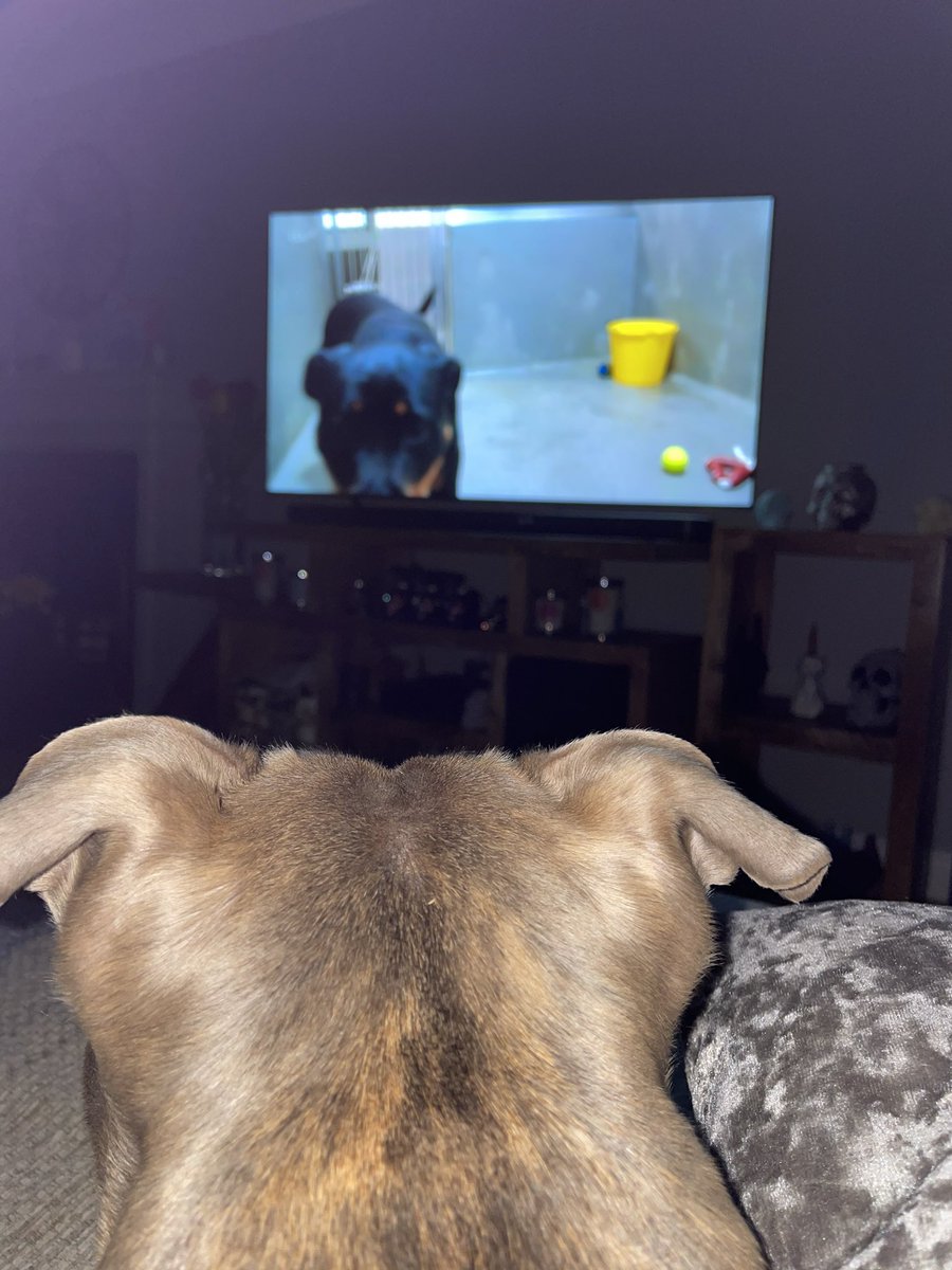 Mum and I are watching #POGDOGS  Tissues at the ready for mum! #staffy #bluestaffy #staffordshirebillterrier #family #love #dogsarefamilytoo #DogsofTwittter #battersea #dogshome #fortheloveofdogs #paulogrady