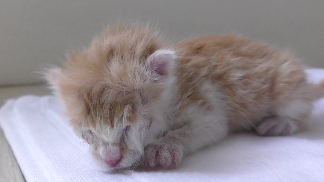 すしねこ たくさんの方からのアドバイスや温かいメッセージのおかげで 保護した時よりもだいぶ元気になったように感じます ミルクと排泄補助で起きたので 報告とまだ返しきれていない皆様の温かいメッセージの返事として簡単な動画ですが