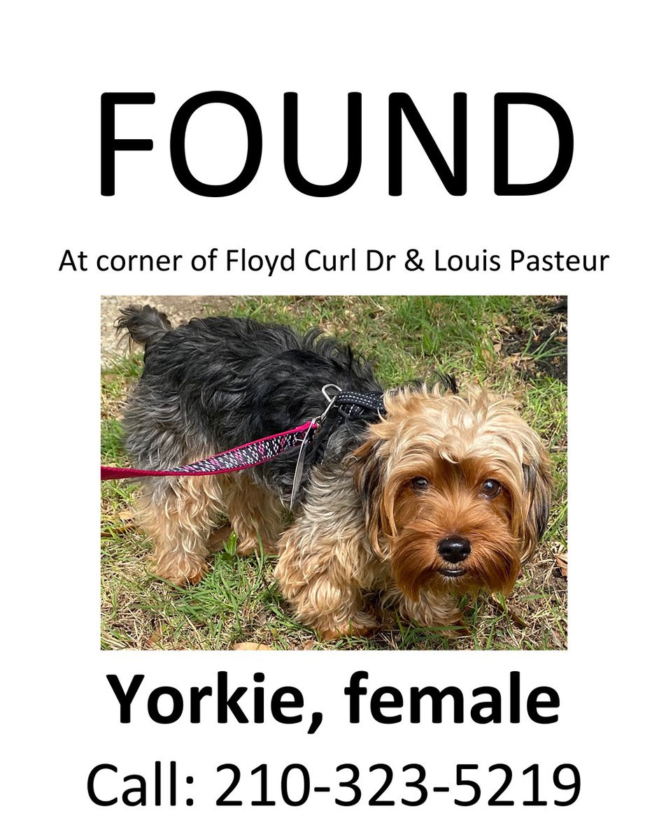 Found in the medical center #SanAntonio #LostDog