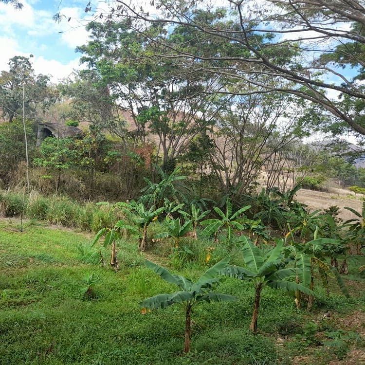 Este marte desde el Jardín Botánico de la Universidad Nacional Experimental de los Llanos Centrales “Rómulo Gallegos”, sede San Juan de los Morros, en compañía de Francisco Santaella, técnico agrónomo, realizamos una recorrido por estos espacios destinados a la producción...