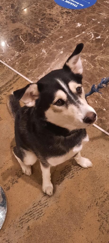 Happy Wednesday from Doubletree Denver! We have a very cute #dogsofdoubletree today. Dakota! 
#petfriendlyhotel #doggoswelcome #petfriendly #dogsofdoubletree