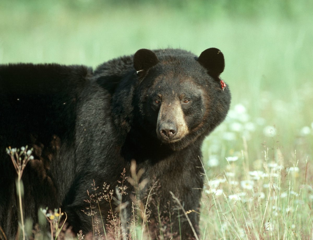 We’re reminding you to be #BearWise this spring! 

Report an encounter by calling the Bear Wise reporting line at 1-866-514-2327. 

Ontario.ca/BearWise