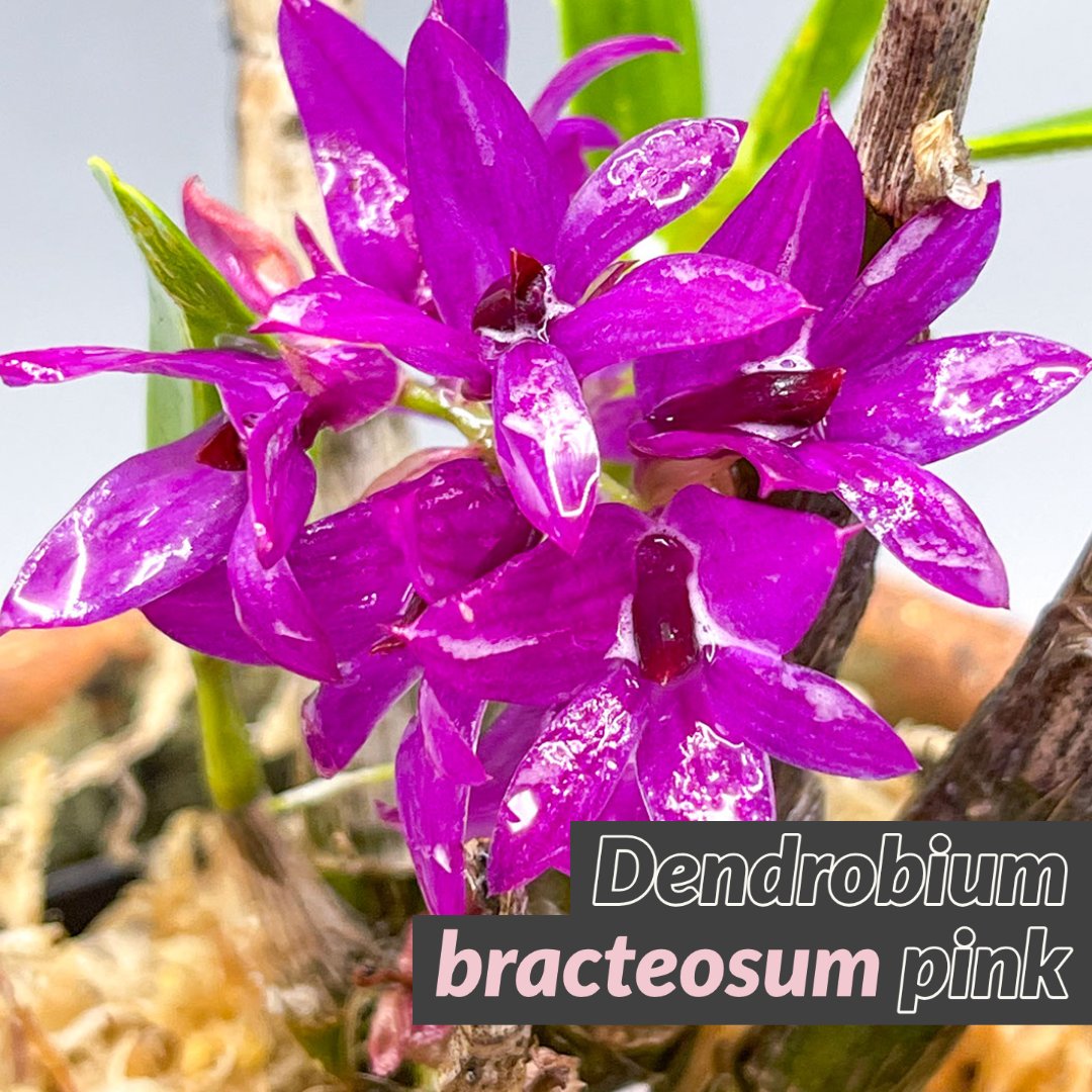 A pink variation of a deciduous den from the steamy lowland of Papua New Guinea's bright mangroves and costal forests.  This den gives beautiful densely clustered blooms close to the base of the canes.
⁣#instaorchid #orchidslovers #orchidspecies #orchidshow #dendrobium