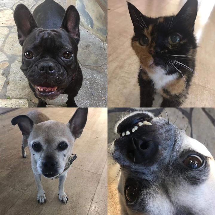 Armstrongbuildr's tweet photo. Happy Wednesday!  Here's another of our team's cutie to put a smile on your face.  We are supporting #HawaiianHumane @hawaiianhumane Hawaiian Humane Society 's mission and upcoming event. https://t.co/FlHYP3vAMu