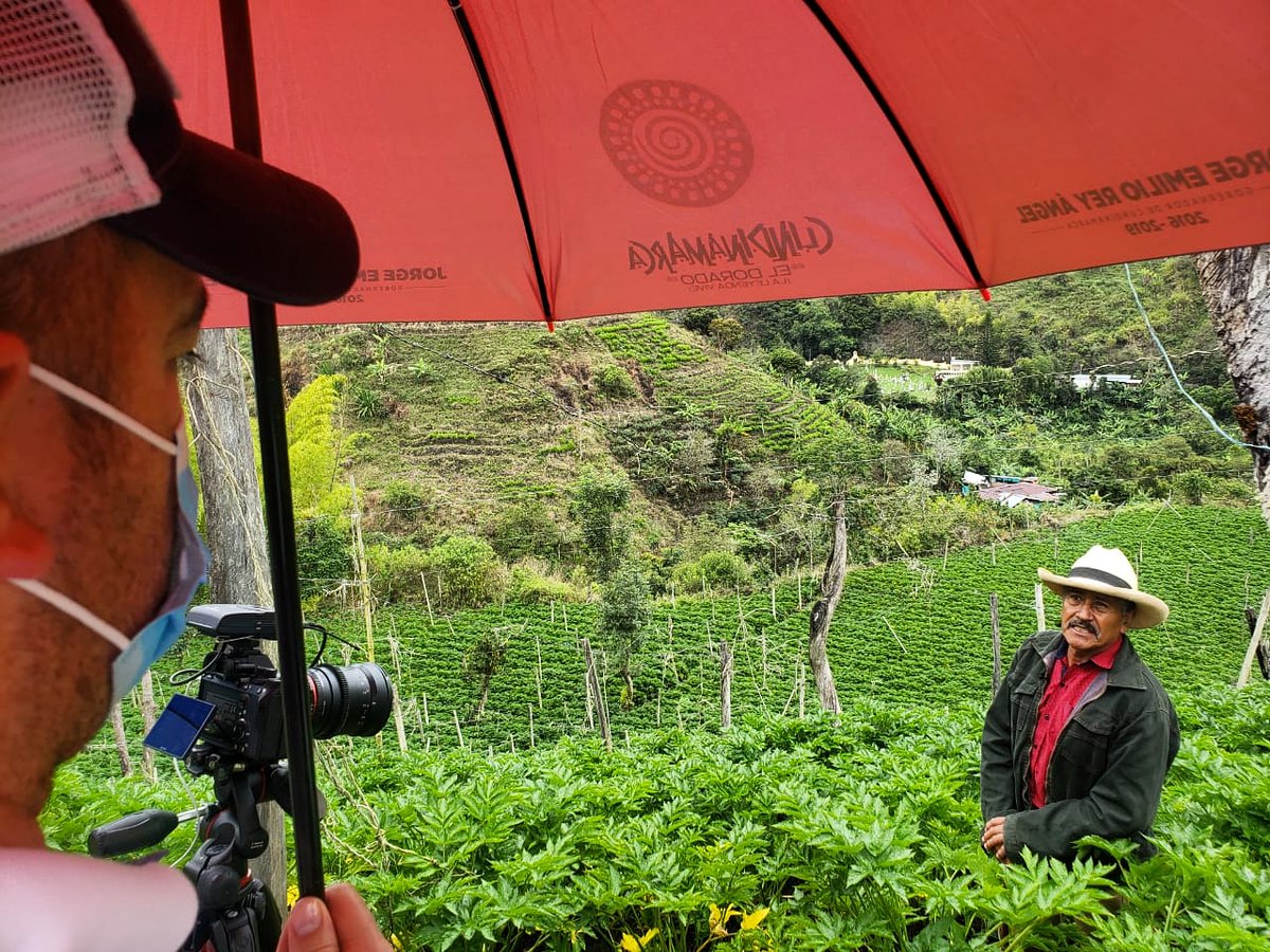 JorgeaCAMACHOl's tweet photo. Trabajamos con los productores de #arracacha en las veredas del Cañón del Anaime, en el municipio de #Cajamarca #Tolima. Porque en el campo está la prosperidad y el progreso del país. Todo mi respaldo y admiración. https://t.co/URgl4ohaJ9
