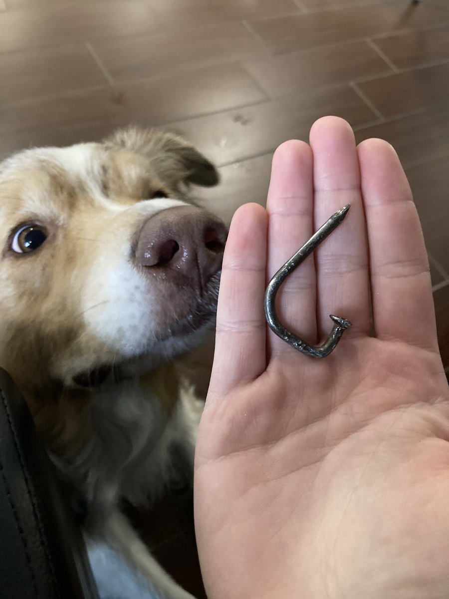 JunkerMolly's tweet photo. Going to make a mosaic or something out of all the nails from my tires. This is, what... #7? https://t.co/dcCStjHsc9