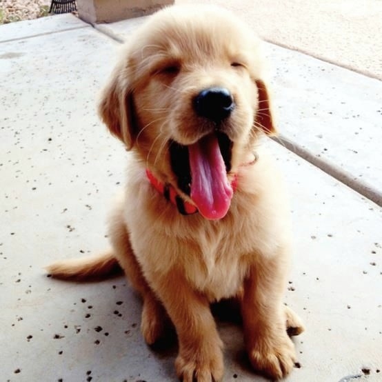 sam winchester as puppies (@puppiesammy) on Twitter photo 