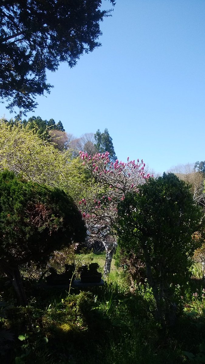 yumehitachi's tweet photo. ｢梅が散り、桜🌸も終わりて､過ぎてゆく。まだこれからと 木蓮がさく｣#常陸大宮  #花 https://t.co/FxPaG6uA14