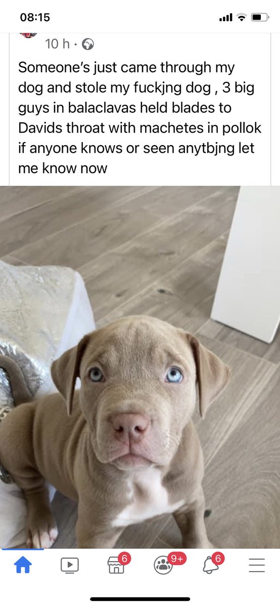 Dog stolen Glasgow share please