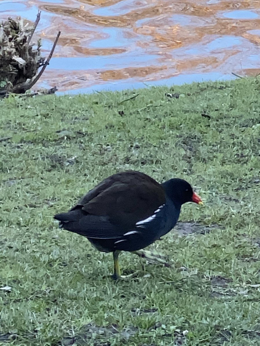 Ayer descubrí un parque nuevo y había gallinetas o pollas de agua.