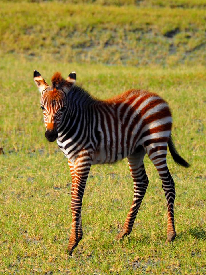 JamboAfricaAdv1's tweet image. How gorgeous is this💕🦓💕
jamboafricaadventures.com
@francisonsafari #zebra #zebras #zebrastripe #zebraprint #horse #horses #equine #equines 
#horselove #horselovers #photography
#goodmorning #goodmorningworld #morning #topofthemorning #topofthemorningtoya
#jambo #africa #safari