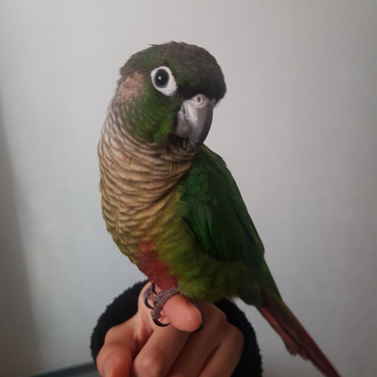 보통 소동물 병원에서 발톱도 깎아 주시나요?
 요즘 코리 발톱이 너무 날카로워져서 견딜 수가 ...ㅎ
그렇다고 집에서 깎아주자니 실수할까 봐 무서워요😭